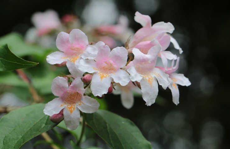 abelia pianta caratteristiche