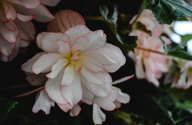 begonia cura terreno