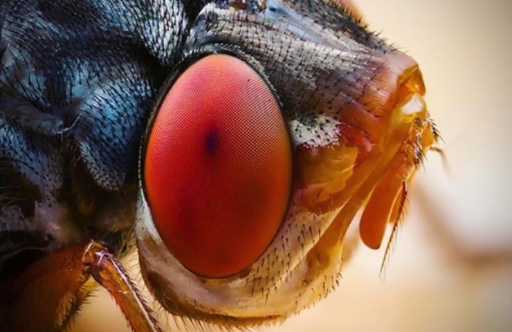 botfly caratteristiche pericolo difesa 