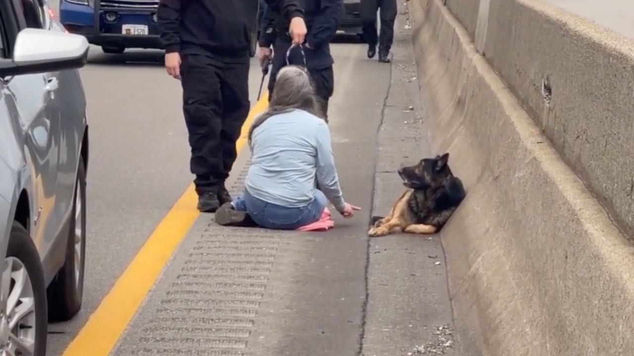 Un perro es abandonado en la carretera y la mujer arriesga su vida para salvarlo