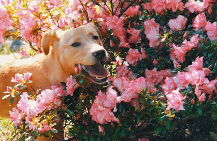 cane cambio stagione