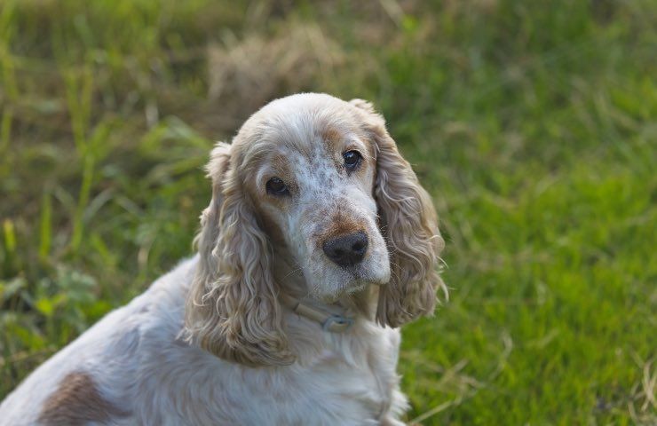 invecchiamento del cane