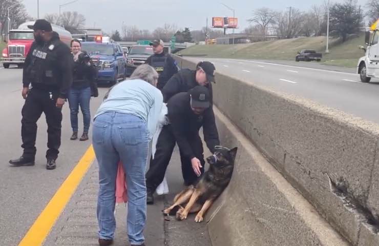 cane abbandonato autostrada