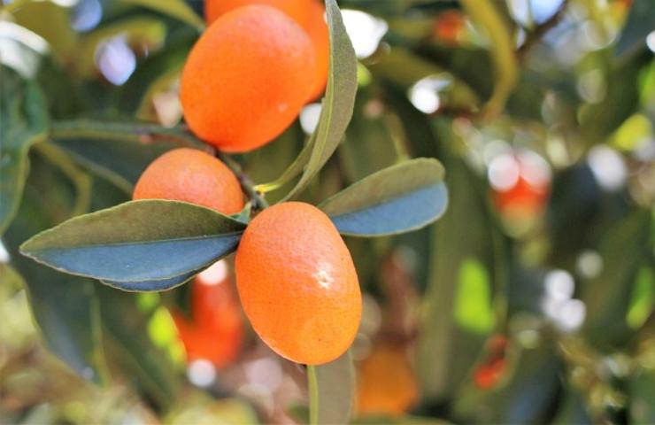 chinotto: l'agrume da cui si prepara la famosa bevanda degli anni 70 