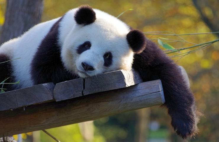lavoro dei sogni : in Cina il coccolatore di panda è molto richiesto 