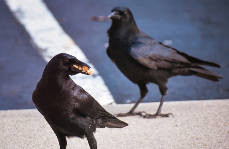 corvi serbano rancore