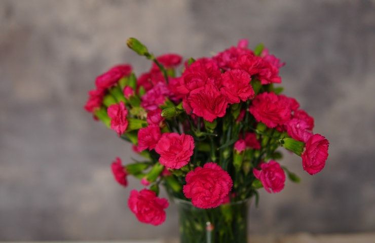 dianthus garofano cura