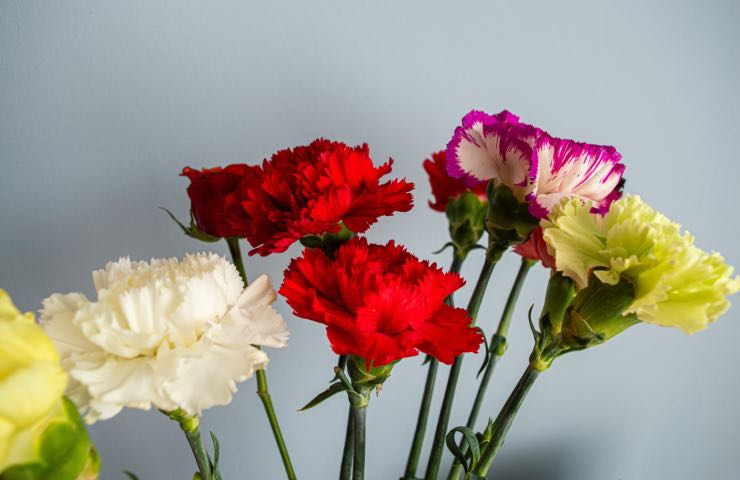 dianthus scheda tecnica