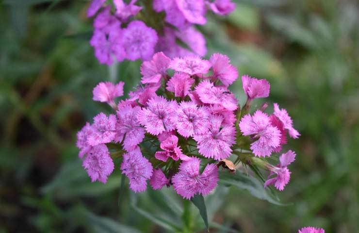 pianta dianthus cura