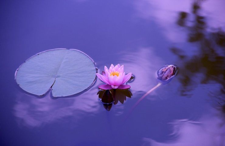 come coltivare in modo semplice il fiore di loto 