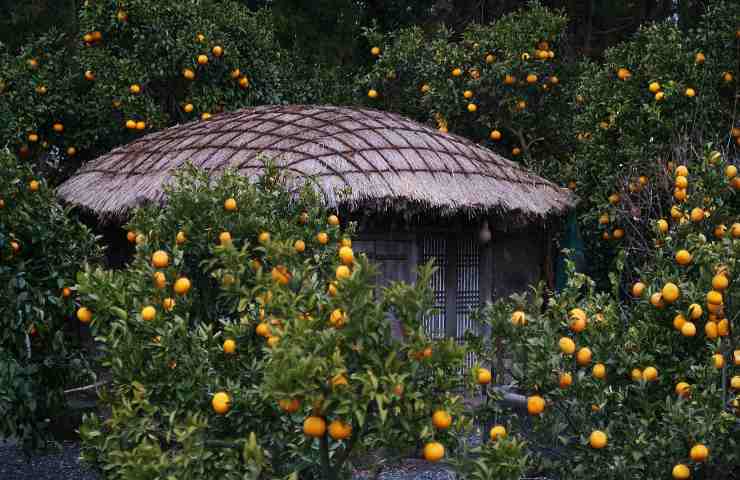 coltivazione del mandarino tutti i consigli