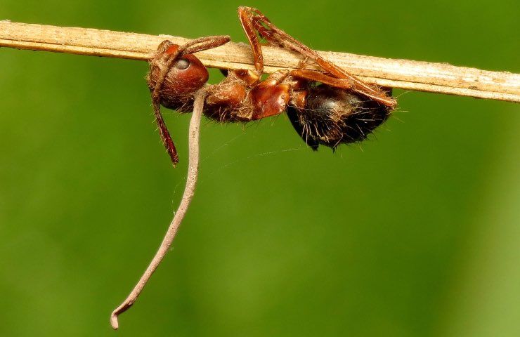 Insectos hongos parásitos