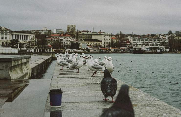 gabbiano perchè attacca