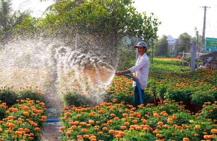 risparmio acqua piante