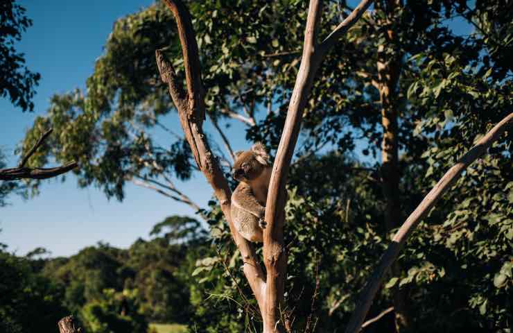 albero koala coltivazione