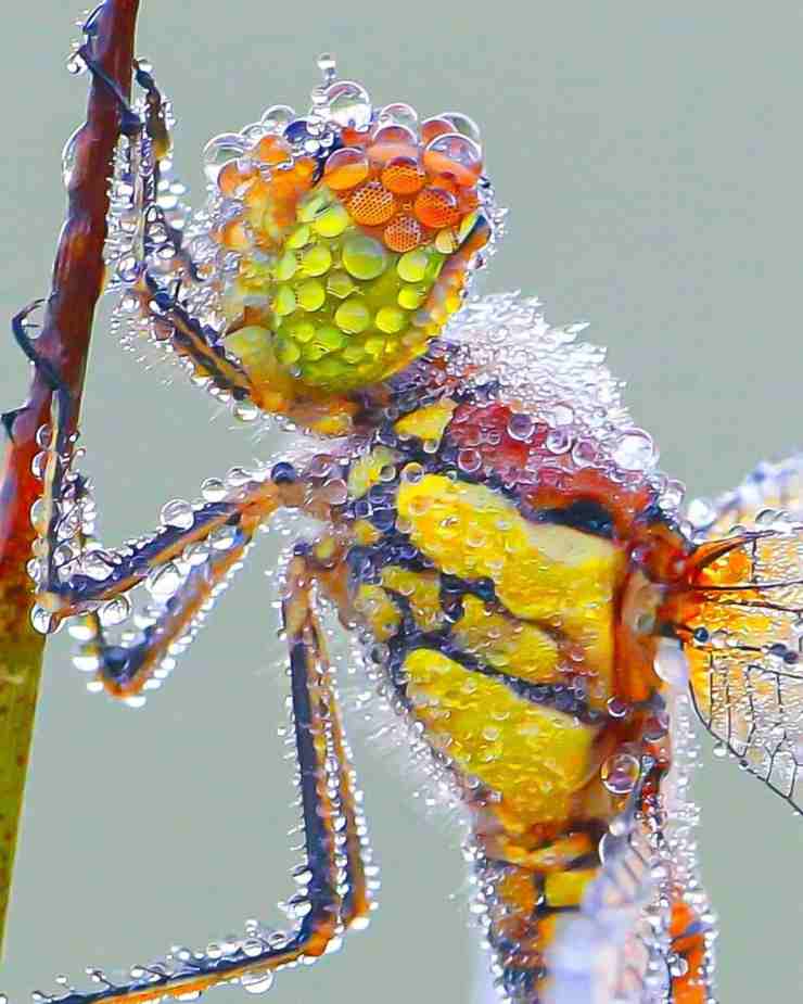 libellula ricoperta pioggia