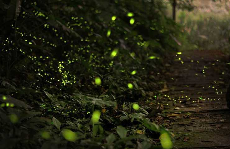 bioluminescenza vermi marini