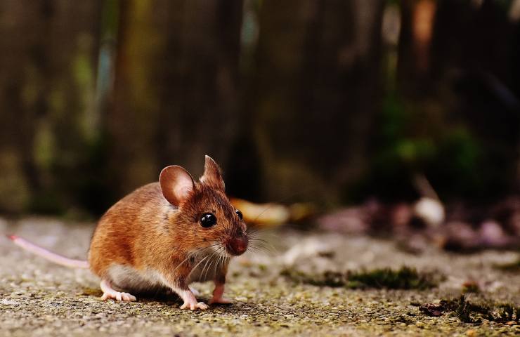 topi nell'orto allontanali con una pianta 