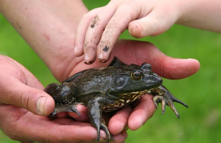 nell'educazione ambientale la cura di tutte le specie animali 