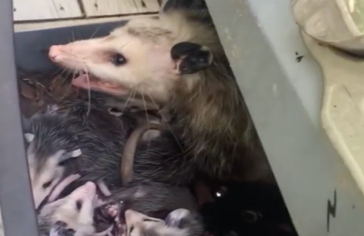 opossum cuccioli barbecue