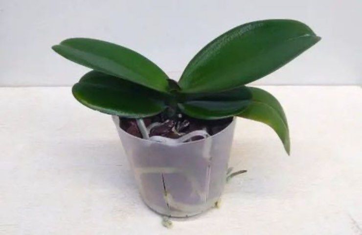 orchidea sfiorita come rimediare