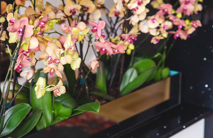 orchidee sfiorite rimedio