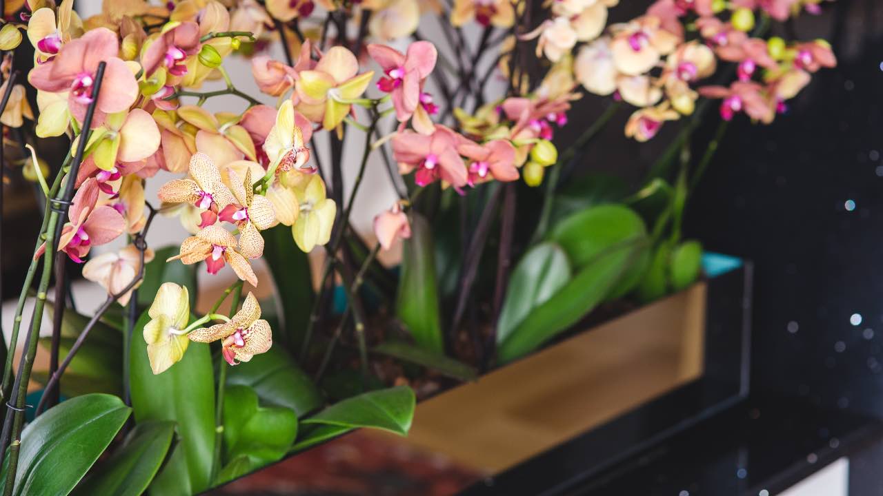 orchidea fiorita sfiorita