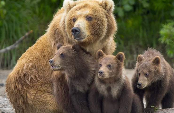 orso ritrovato carcassa