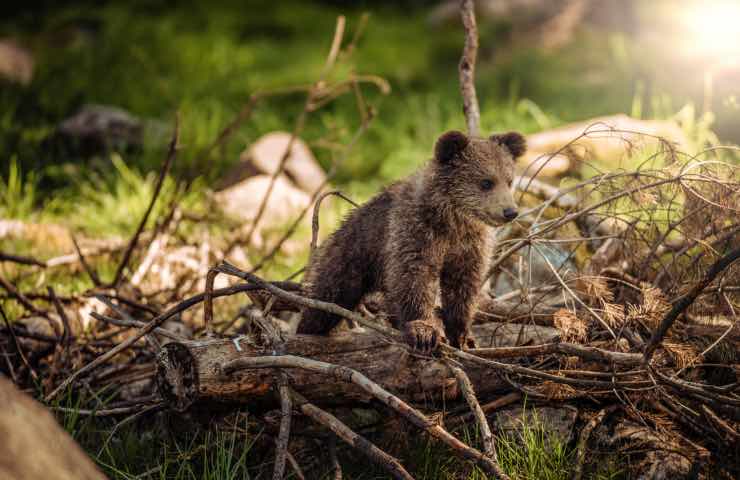 cucciolo morto trentino