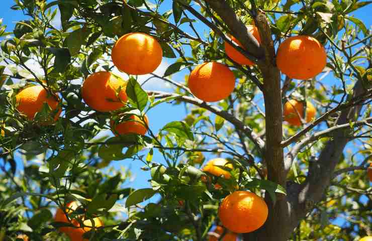 coltivazione della pianta d'arancio 