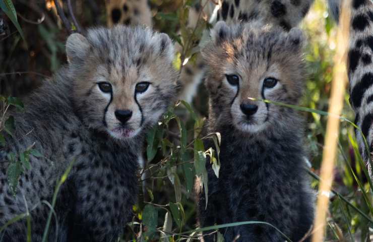 ghepardo nascita scongiurata estinzione 