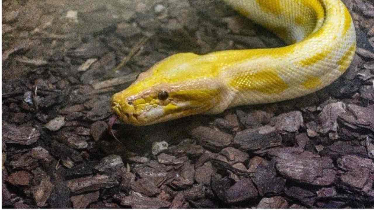 pitone albino ritrovato