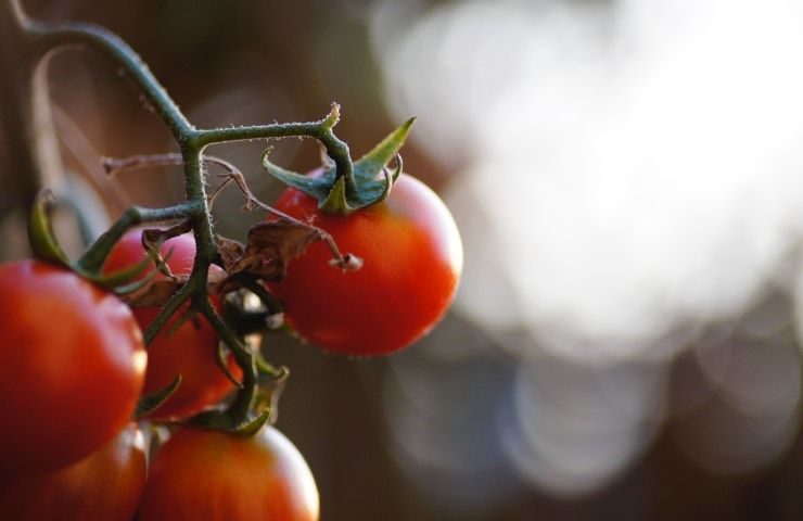 pomodori piangono motivo