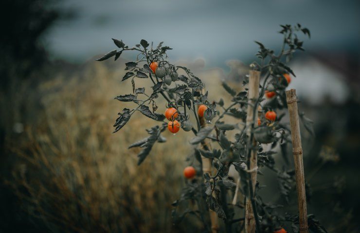 pomodori emettono suoni