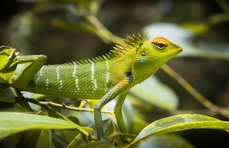 animali che entrano in casa: cosa vogliono dirci? 