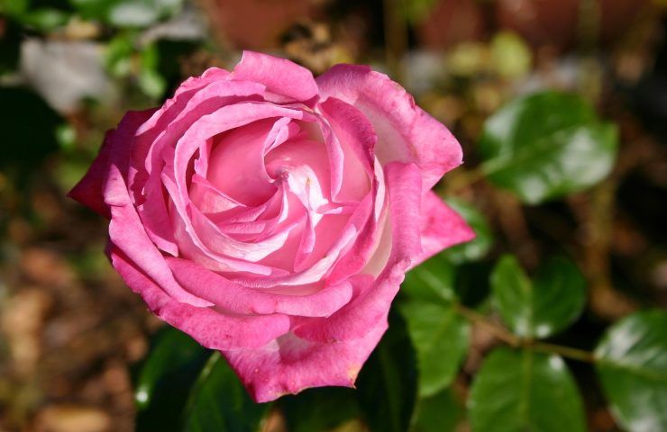 Rosa rosa talea 