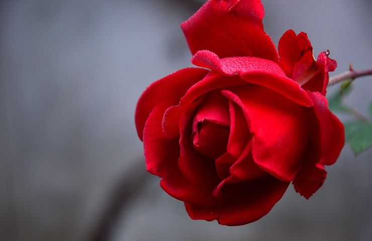 rosa rossa talea 