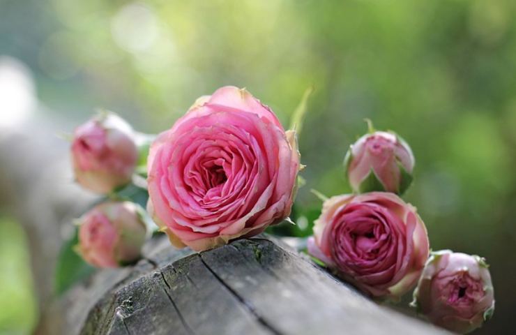 coltivazione delle rose: il segreto è il fertilizzante magico 