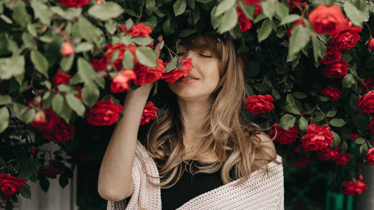 rose cespugliose come coltivarle