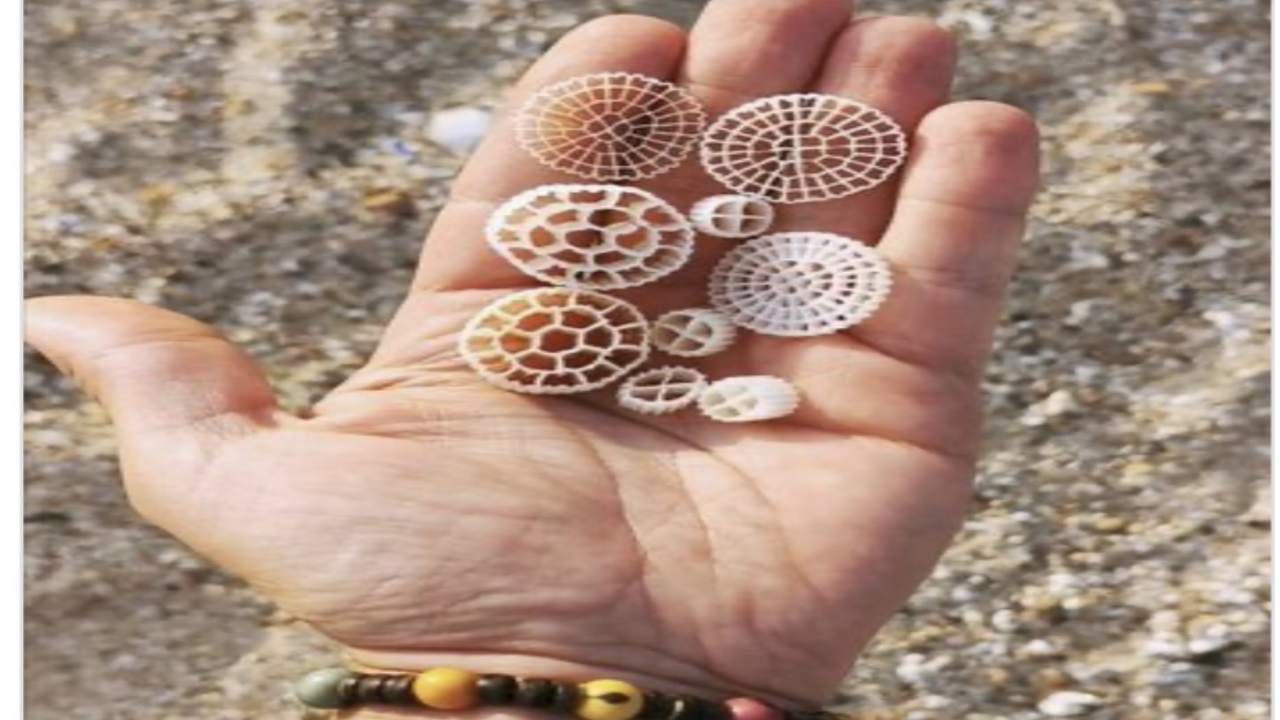 che cosa sono i dischetti di plastica che troviamo sempre sulle spiagge?