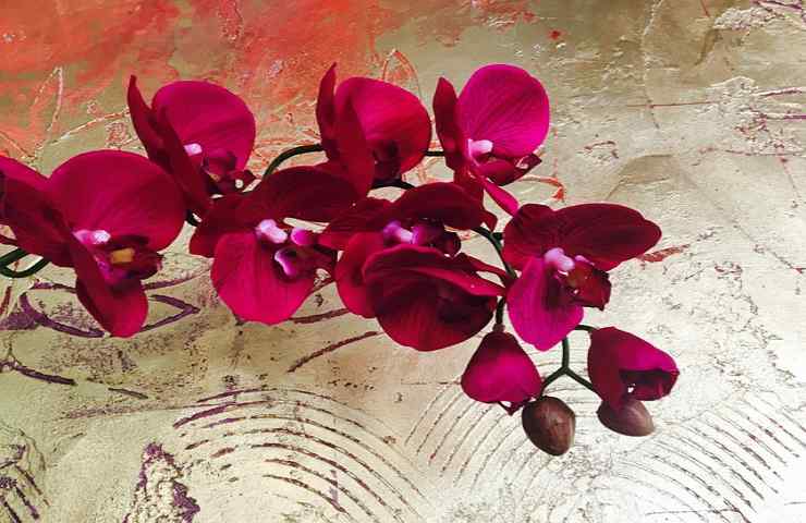 accorgimenti per il rinvaso dell'orchidea 