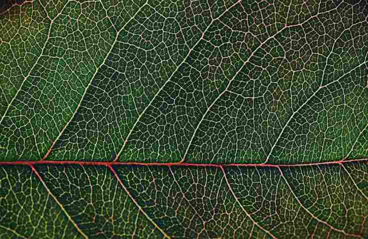 piante co2