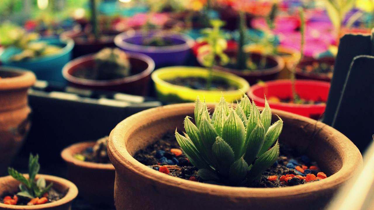 succulente da appartamento