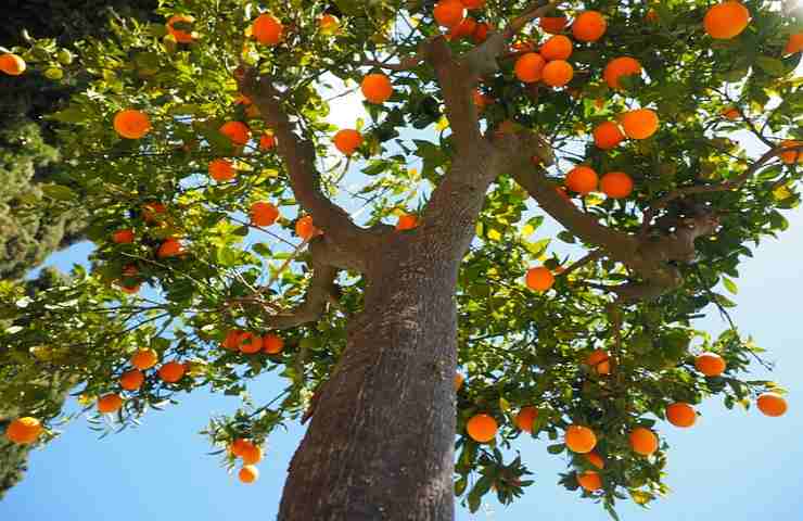 arancio: una coltivazione speciale dalle grandi proprietà 