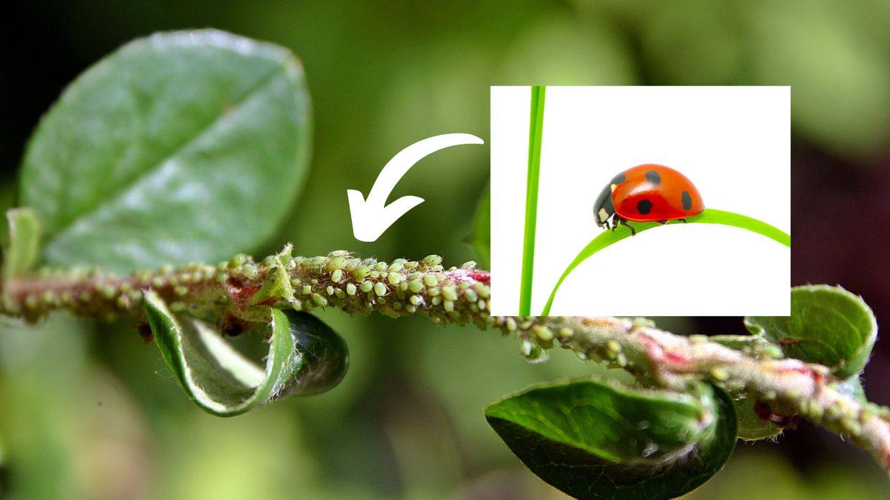 coccinelle contro afidi pidocchi