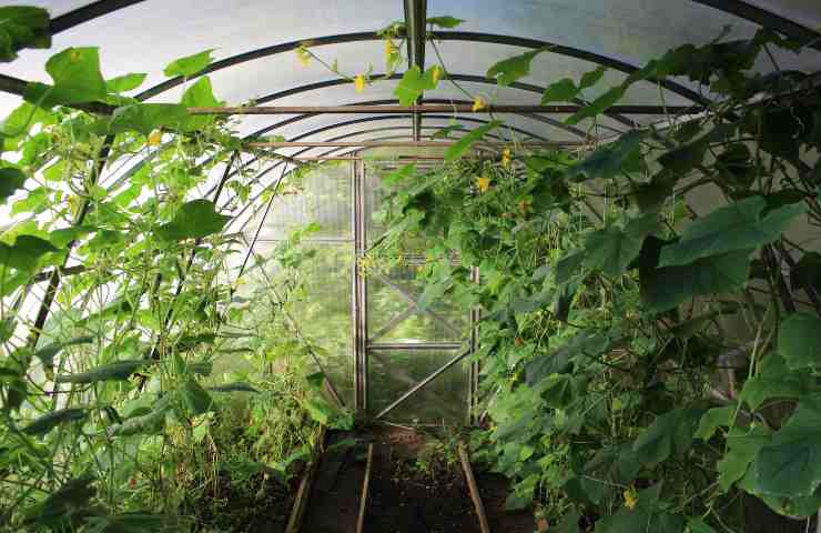 Agrivoltaico: i dettagli