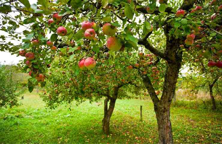 Alberi frutto giardino benefici 