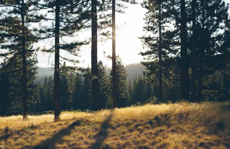 Alberi di pino in pericolo per i cambiamenti climatici