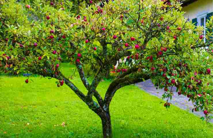 Albero frutto pericolo motivo 