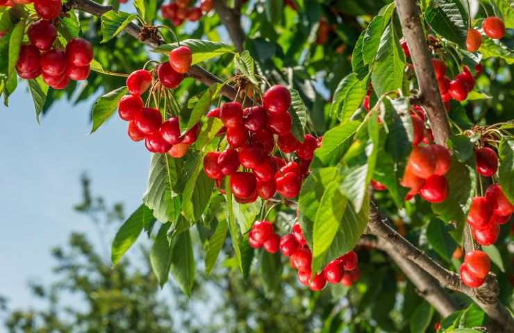 Albero ciliege potatura come fare 